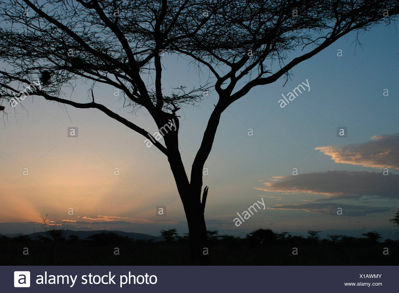 Arabic Gum Tree High Resolution Stock Photography and Images - Alamy