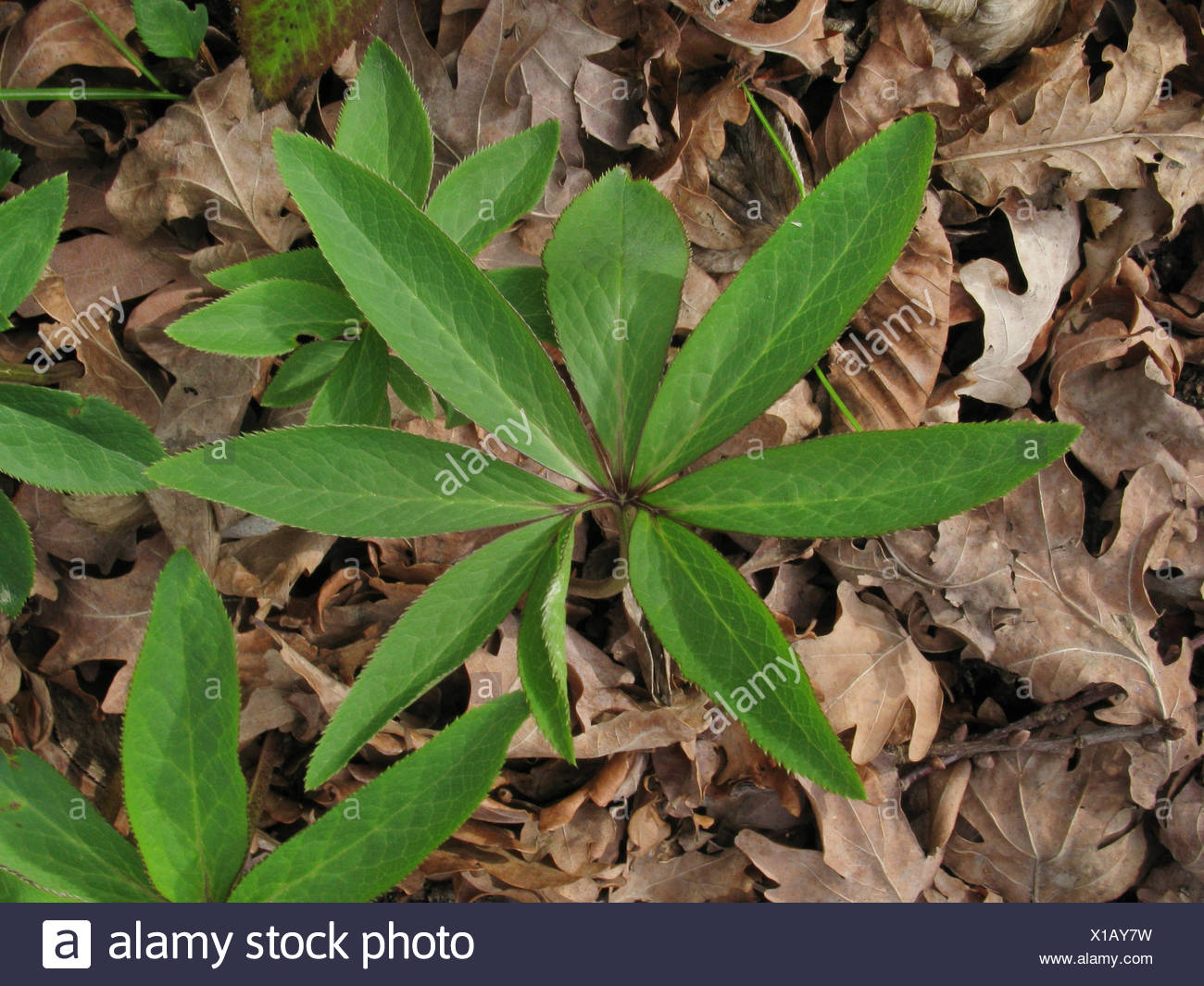 Helleborus Leaf High Resolution Stock Photography And Images Alamy Helleborus Leaf High Resolution Stock Photography And Images Alamy