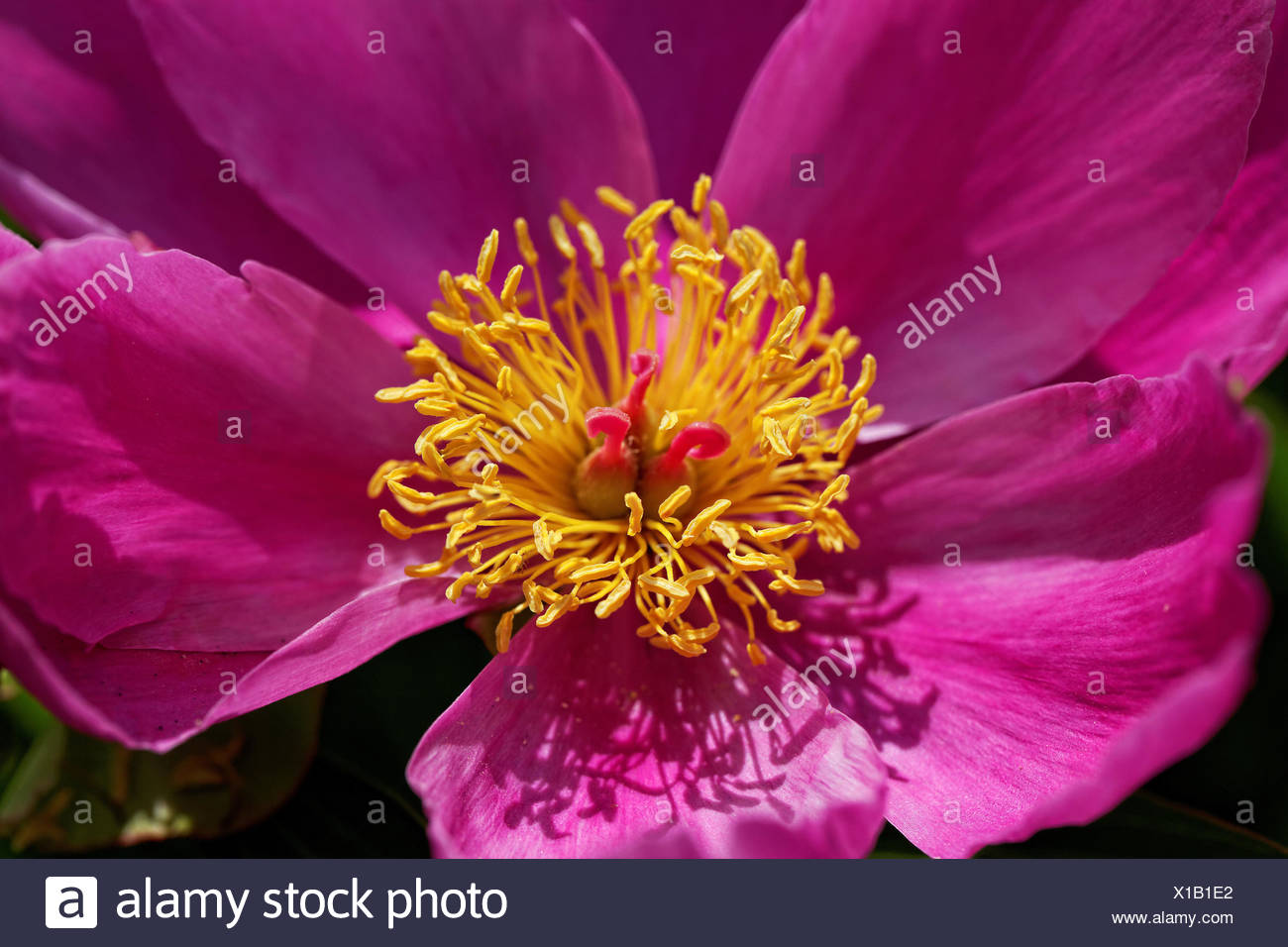 Gemeine Pfingstrose Stock Photo