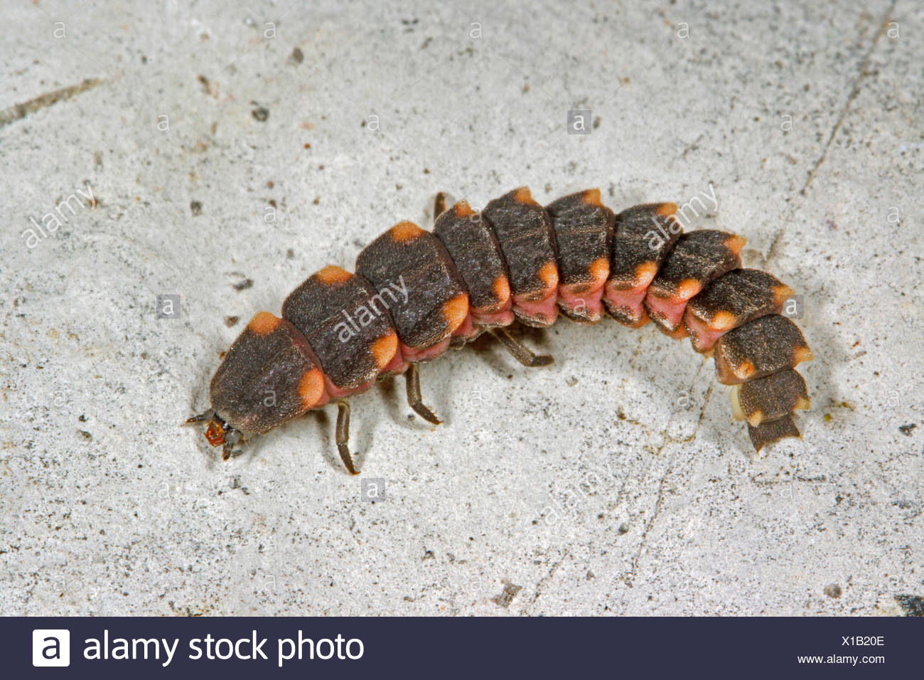 Glow Worms Stock Photos & Glow Worms Stock Images - Alamy