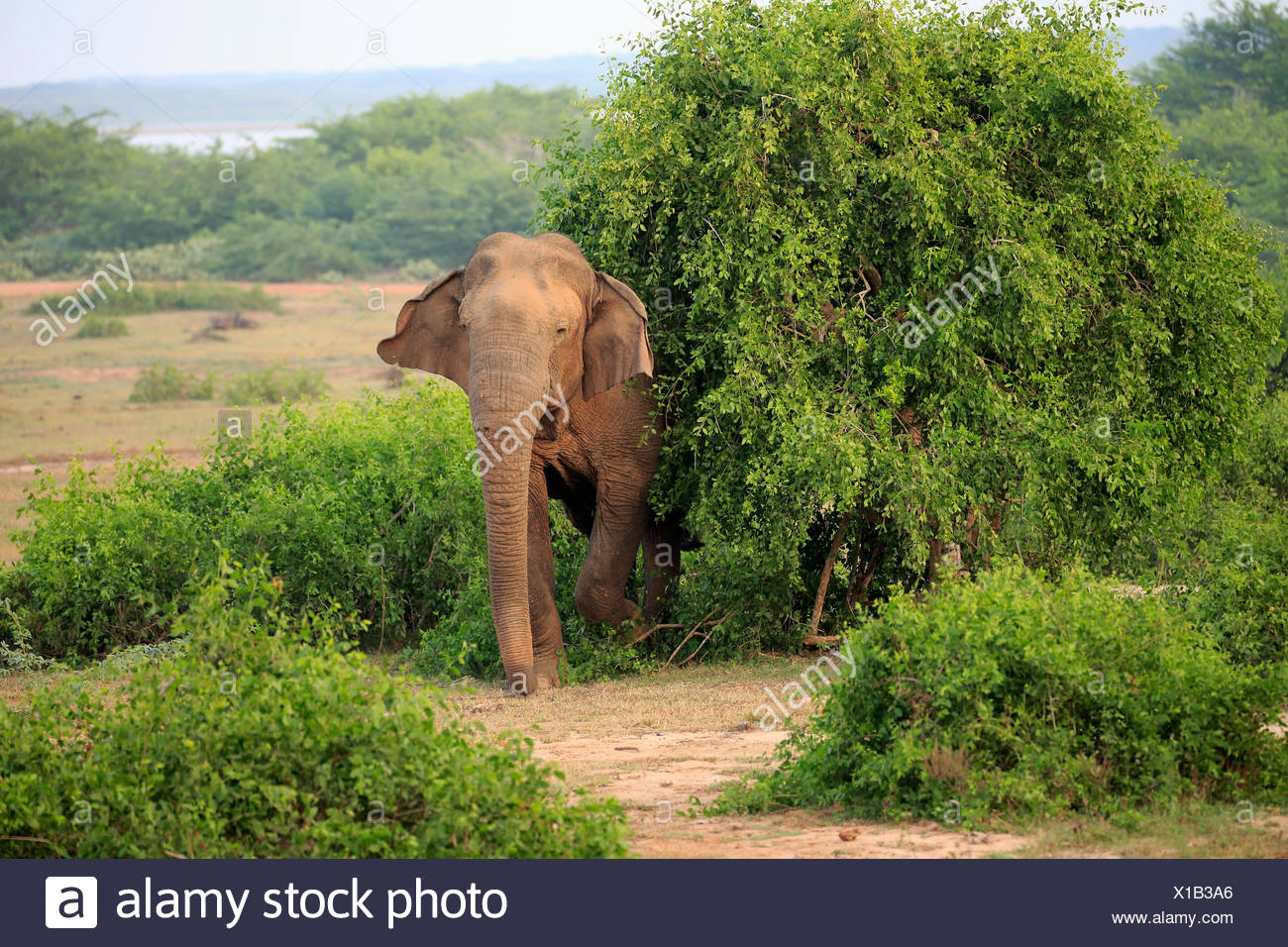 Babes in Sri Lanka