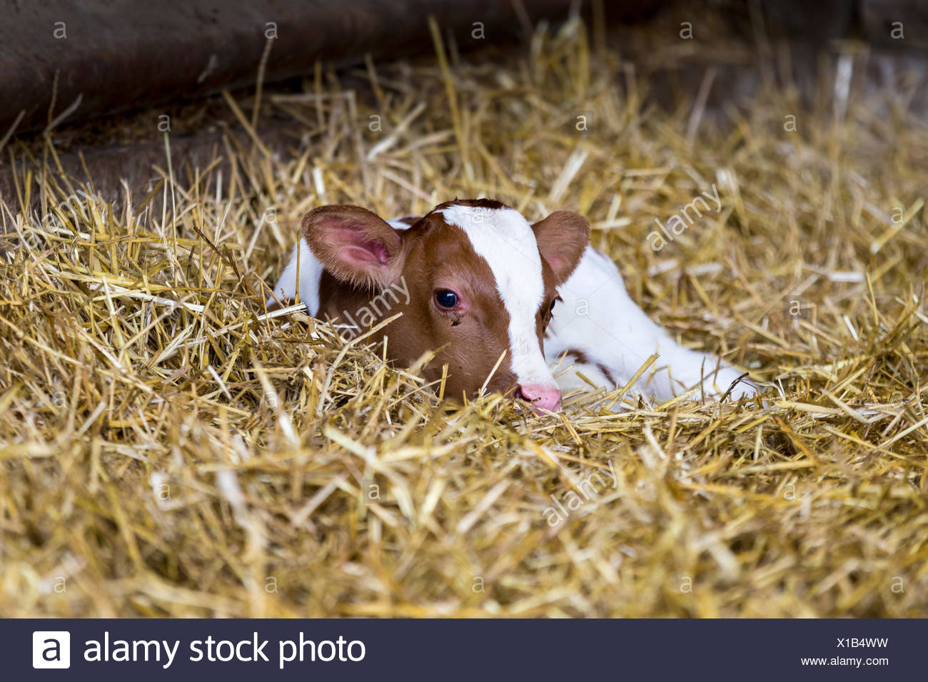 Calf In Straw High Resolution Stock Photography and Images - Alamy