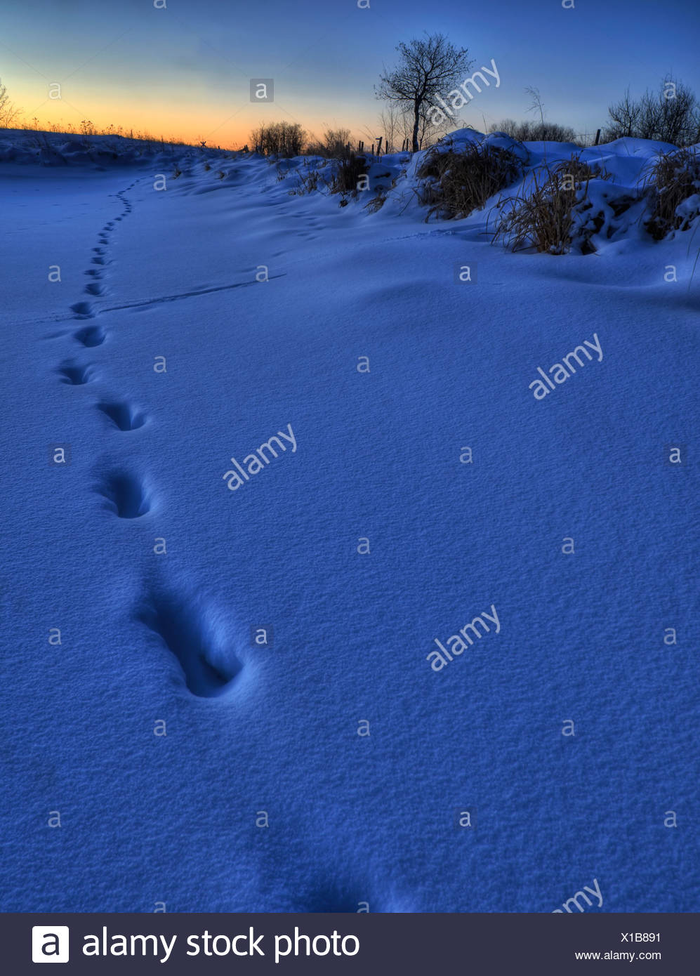 Coyote Tracks In Snow High Resolution Stock Photography and Images Alamy
