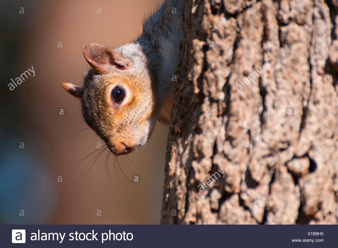 Oregon Gray Squirrel High Resolution Stock Photography and Images Alamy