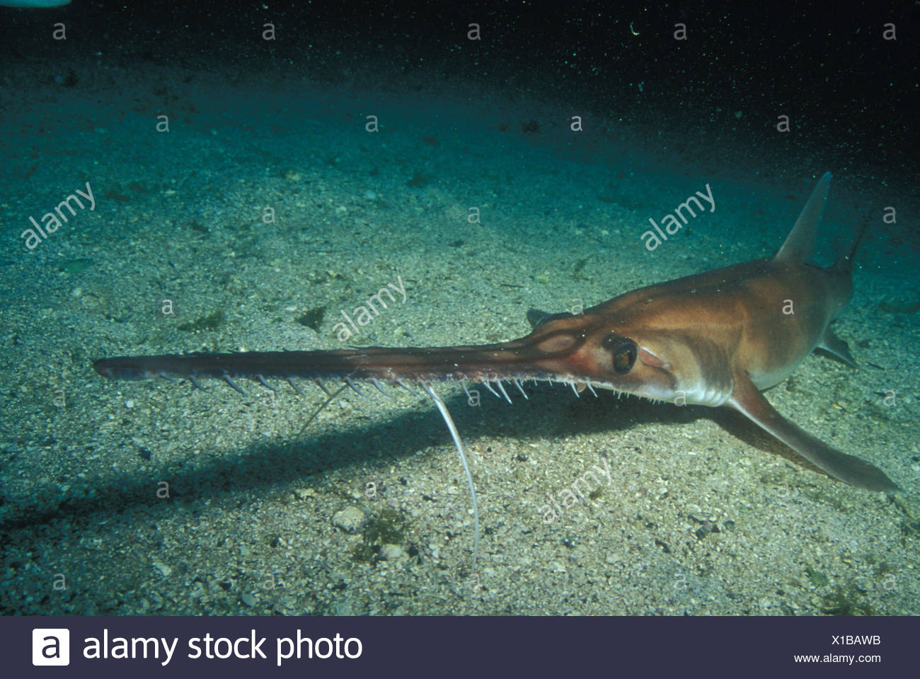 Bahamas Sawshark Size saw palmetto for bph