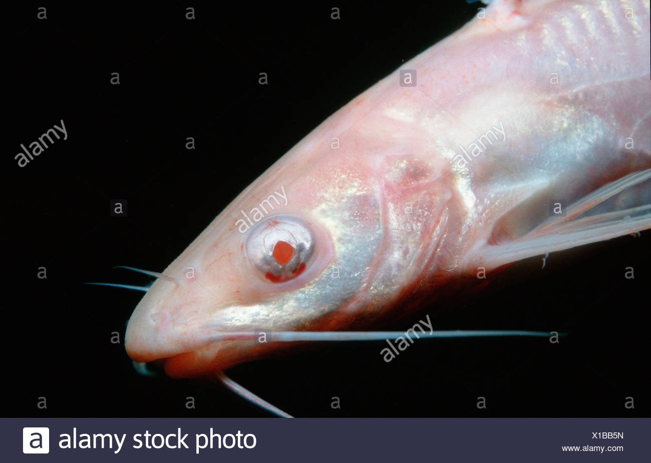 Horned Pout High Resolution Stock Photography and Images Alamy