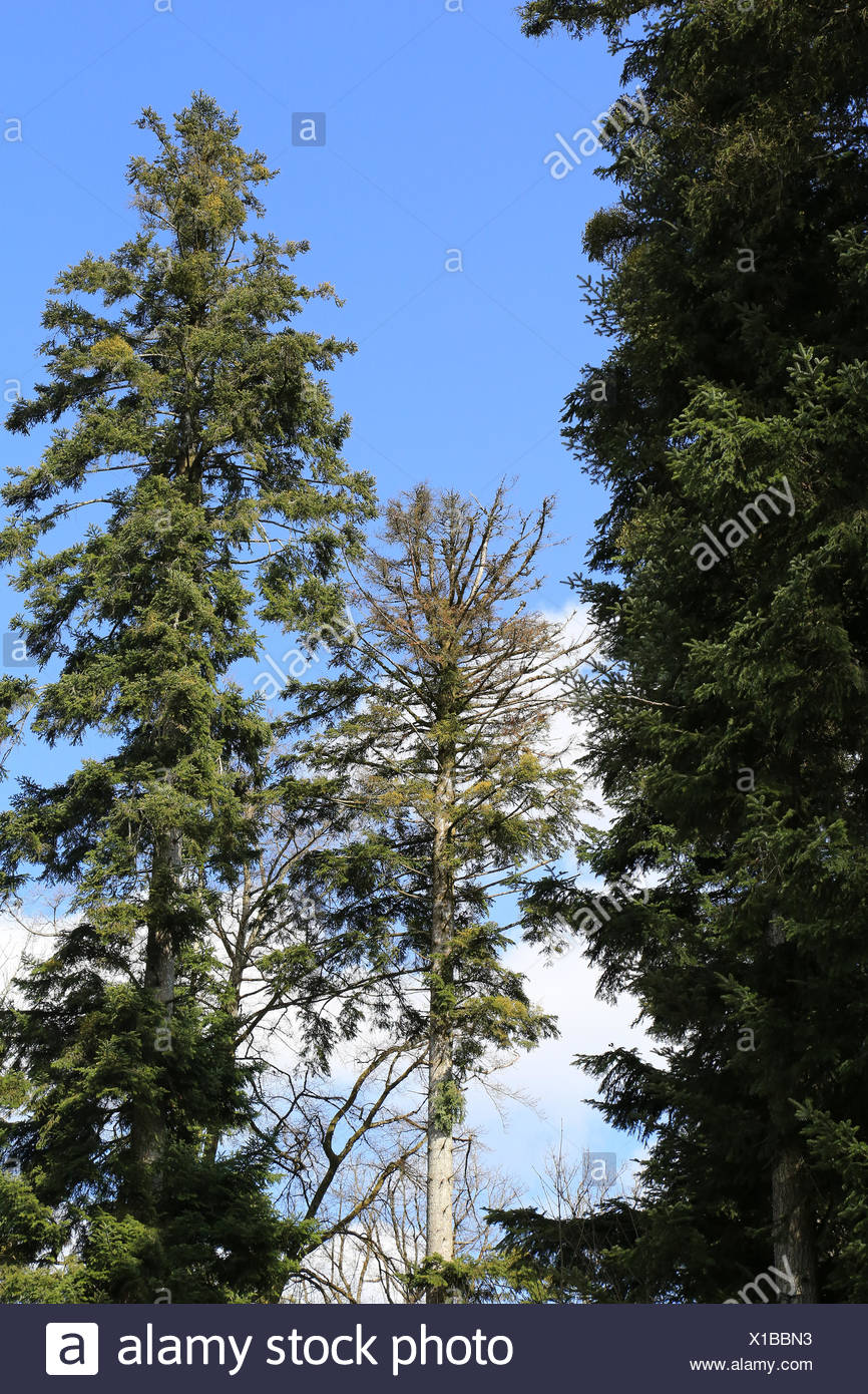 Dying Fir Tree High Resolution Stock Photography and Images Alamy