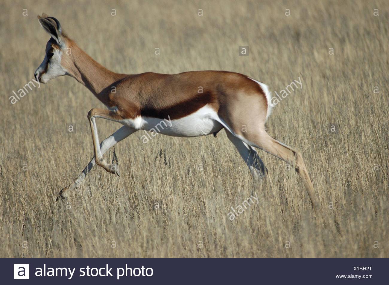 Springbok Jumping Stock Photos & Springbok Jumping Stock Images Alamy