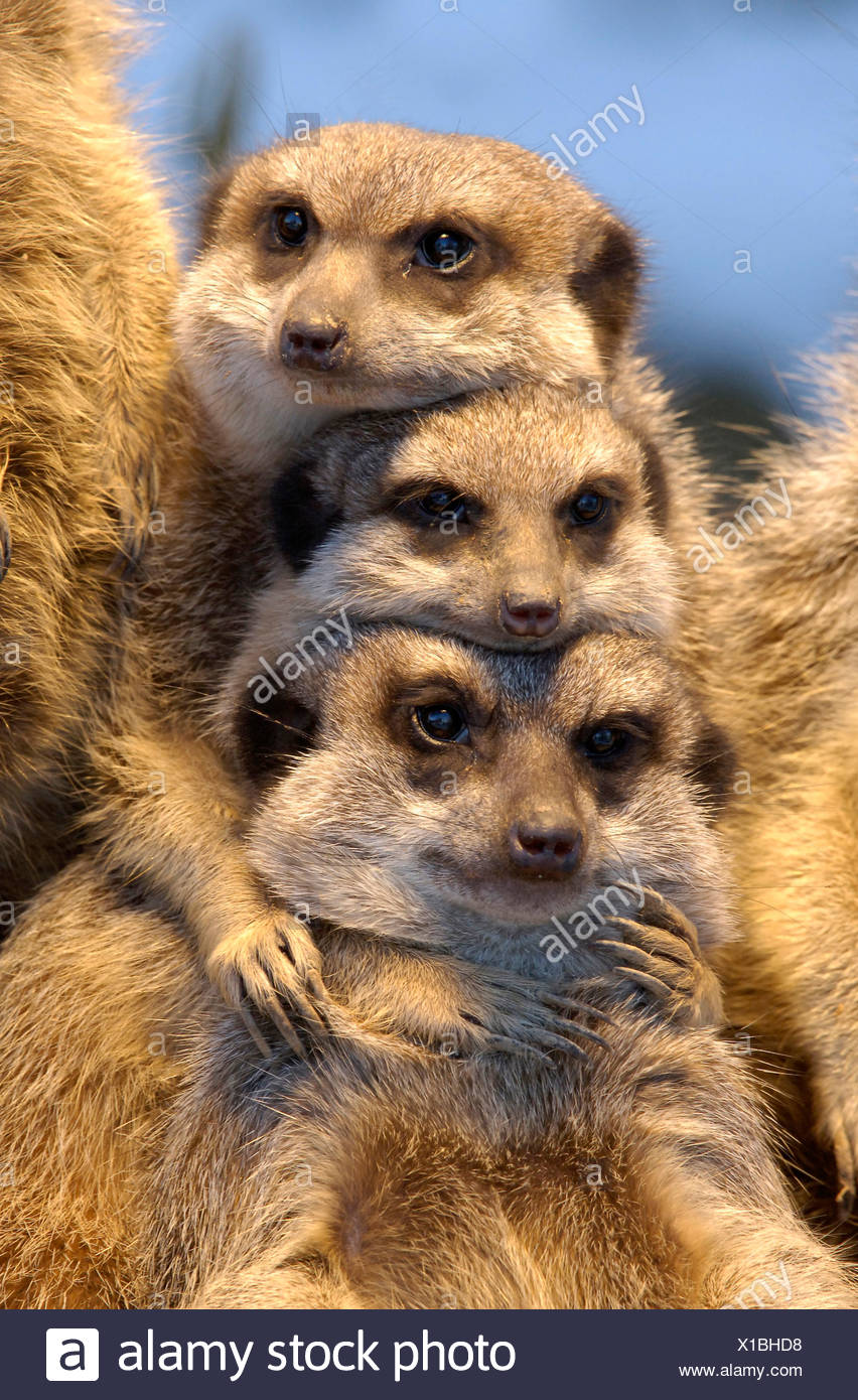 Suricate Slender Tailed Meerkat Suricata Suricatta Three Individuals Hugging Stock Photo Alamy