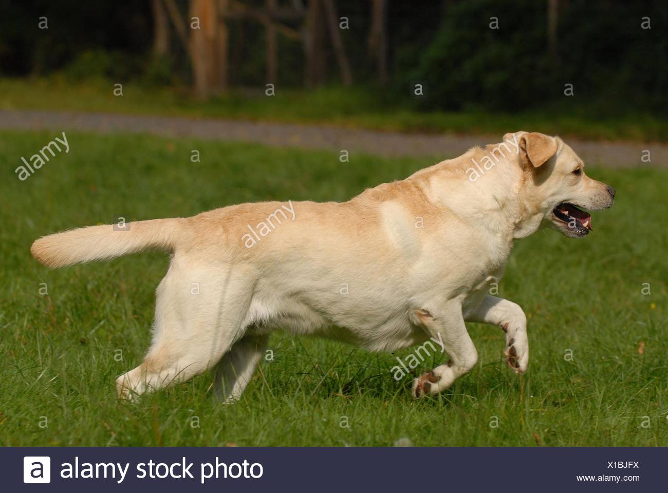 labrador running
