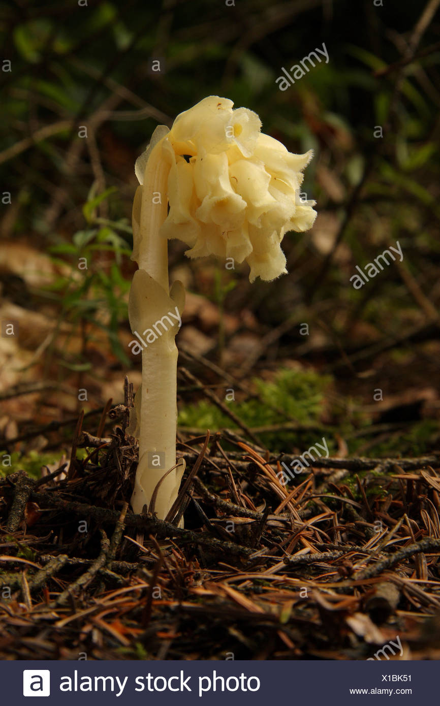 Yellow birds nest, pinesap or Dutchman's pipe (Monotropa hypopitys) growing through a carpet of pine needles in woodland. Stock Photo