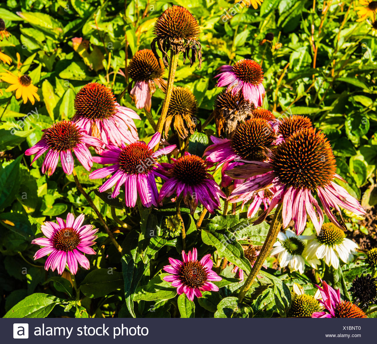plant, flower, flowers, blossoms, late summer, shrub, sun shade