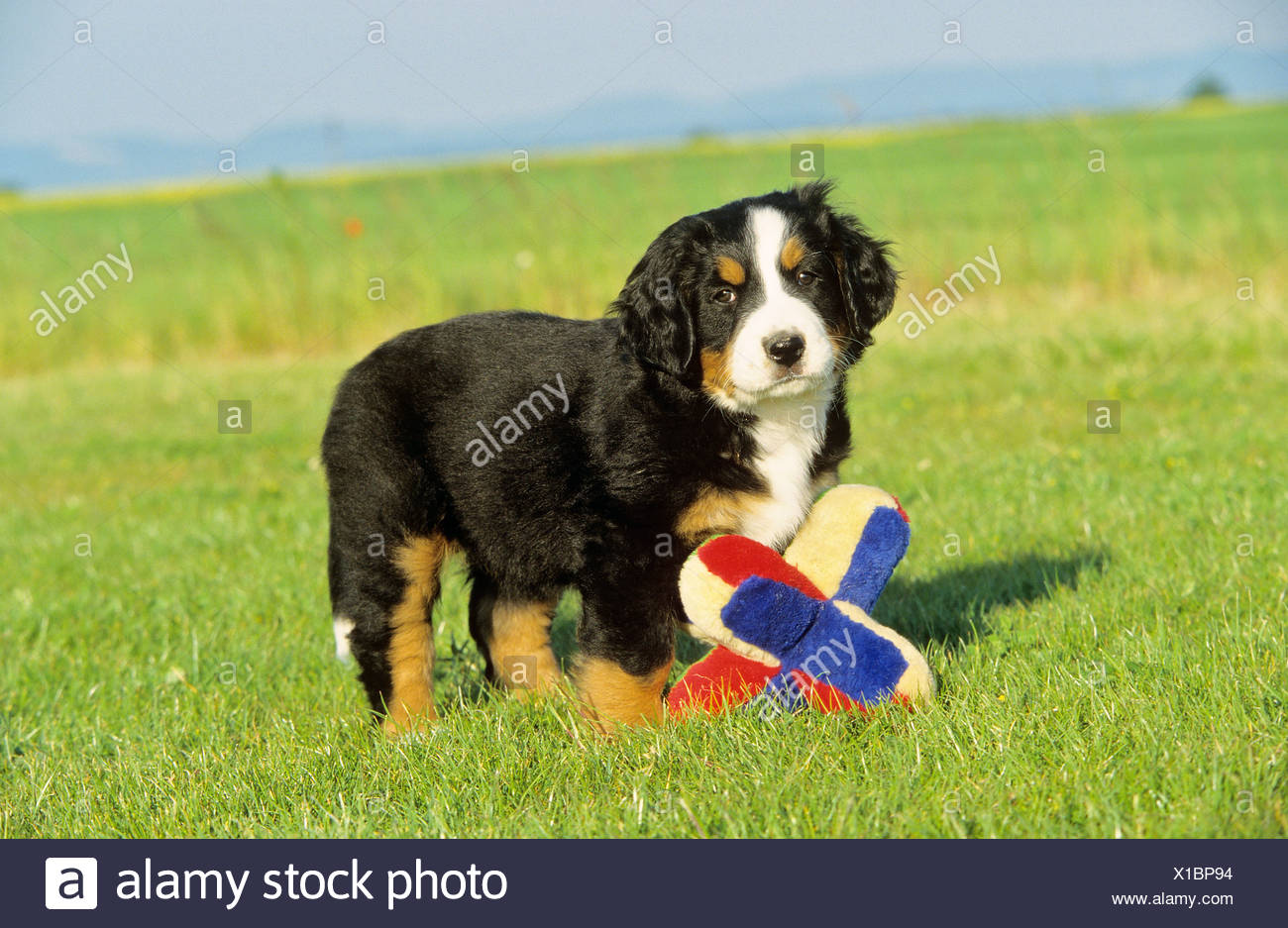 toy bernese mountain dog