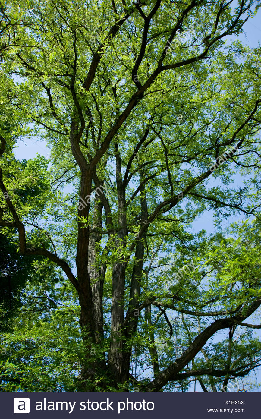 Black Locust Common Locust Robinia Robinia Pseudo Acacia Robinia Pseudoacacia Robinia Pseudacacia Tree In Summer Germany Stock Photo Alamy Black Locust Common Locust Robinia Robinia Pseudo Acacia Robinia Pseudoacacia Robinia Pseudacacia Tree In Summer Germany Stock Photo Alamy