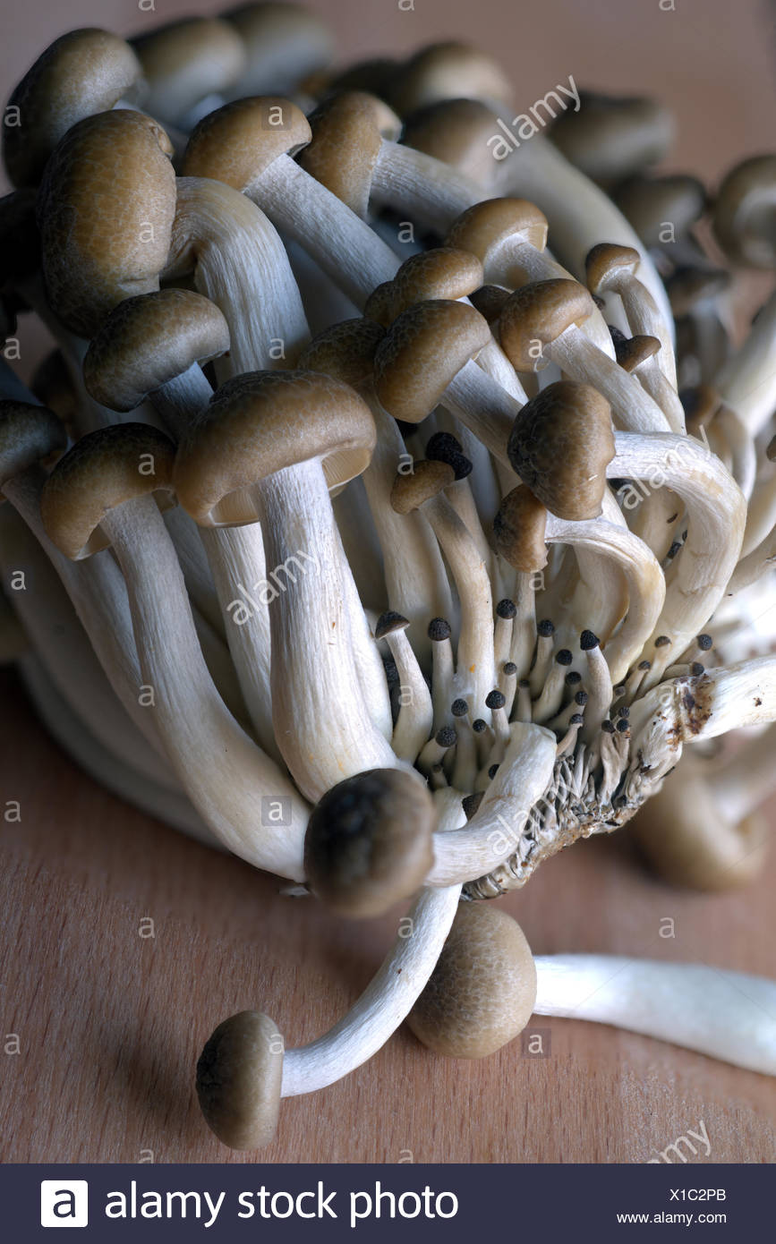 Brown Clamshell Mushroom High Resolution Stock Photography and Images