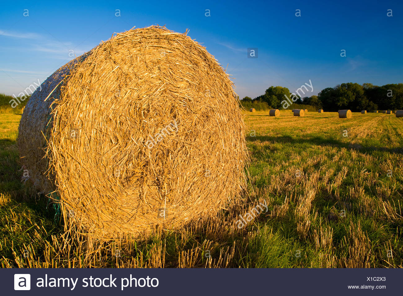 Round Hay Bale Stock Photos & Round Hay Bale Stock Images Alamy