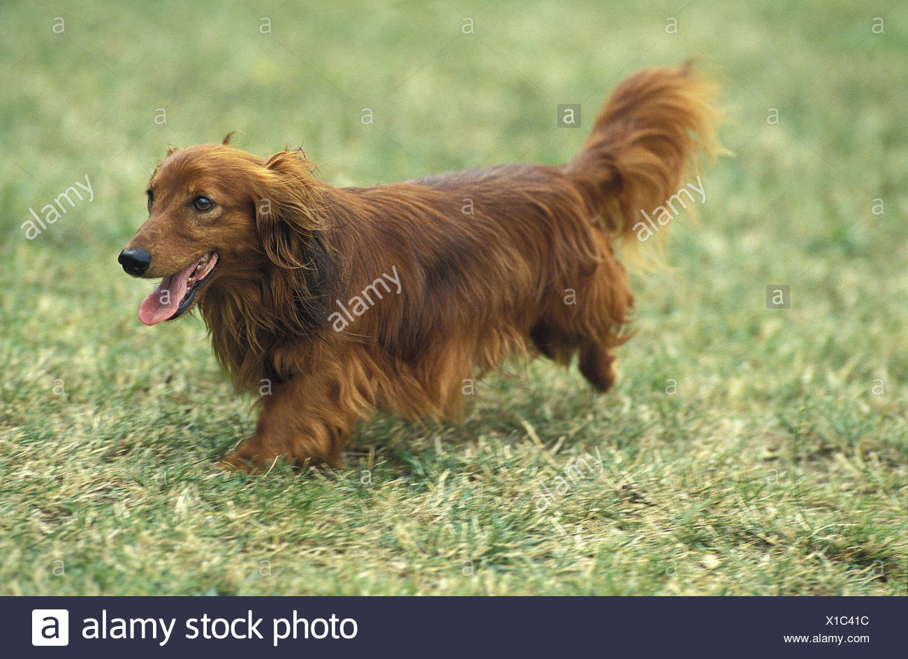 Running Dachshund Stock Photos Running Dachshund Stock Images