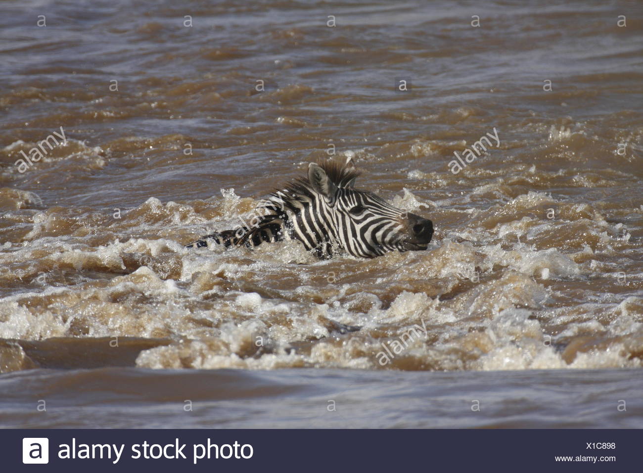 Swimming Zebra In Mara River Stock Photos & Swimming Zebra In Mara River Stock Images Alamy