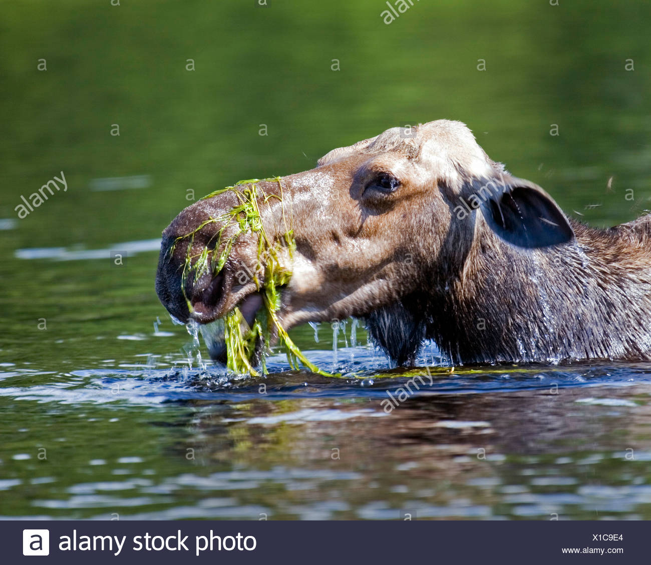 Moose Eating Plants High Resolution Stock Photography and Images Alamy
