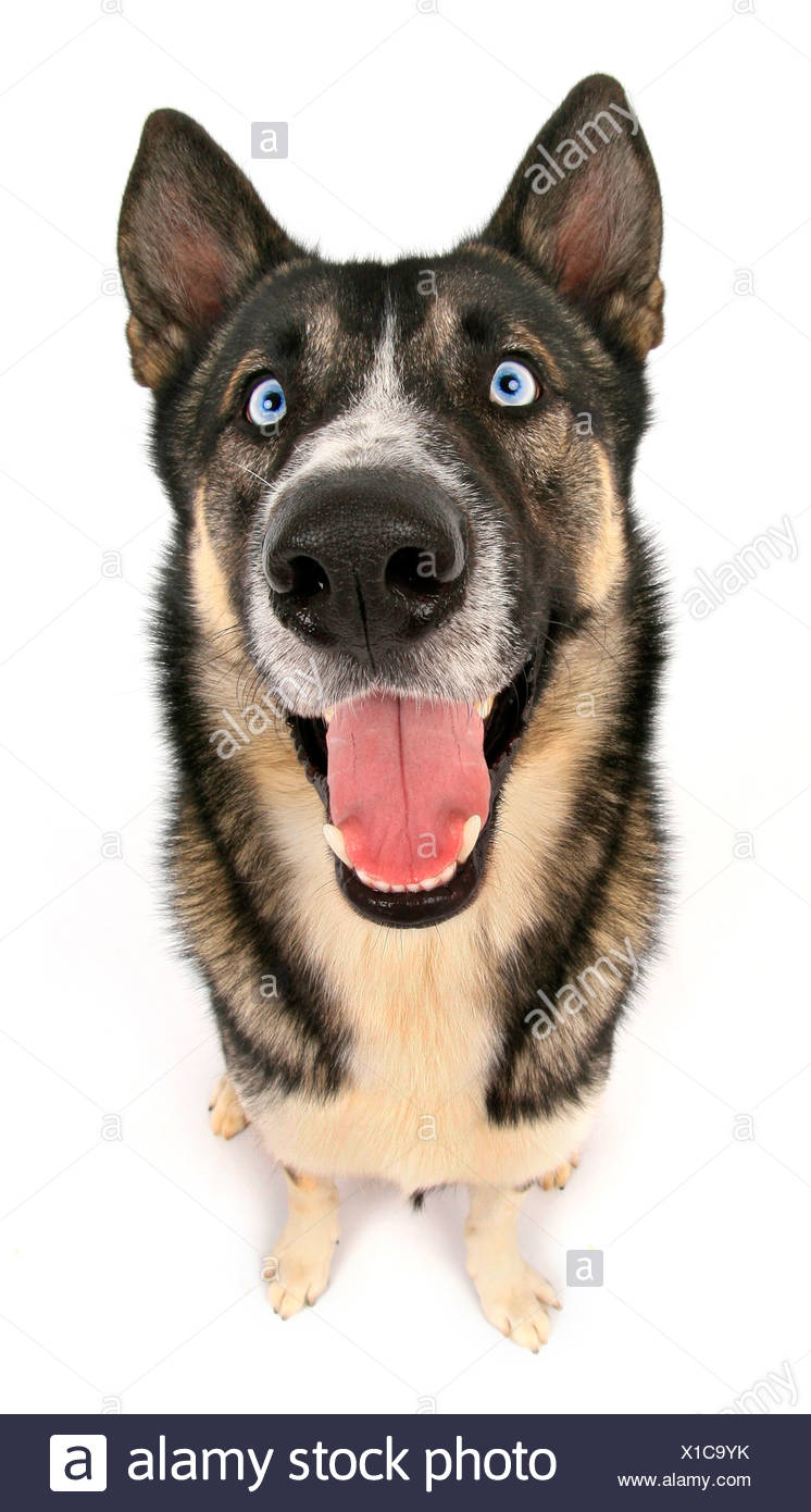 Mixed Breed Dog Canis Lupus F Familiaris Crossbreed Of Siberian Husky Alaskan Malamute And Norwegian Elkhound With Blue Ey Stock Photo Alamy