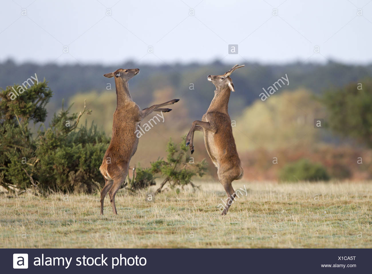 Deer On Hind Legs High Resolution Stock Photography and Images Alamy