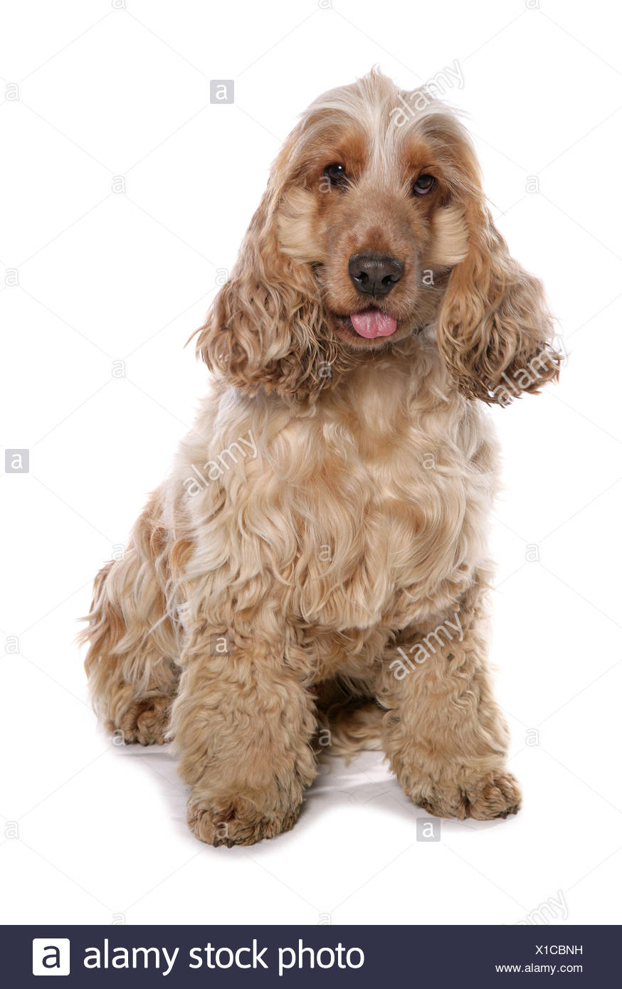 cocker spaniel field cut