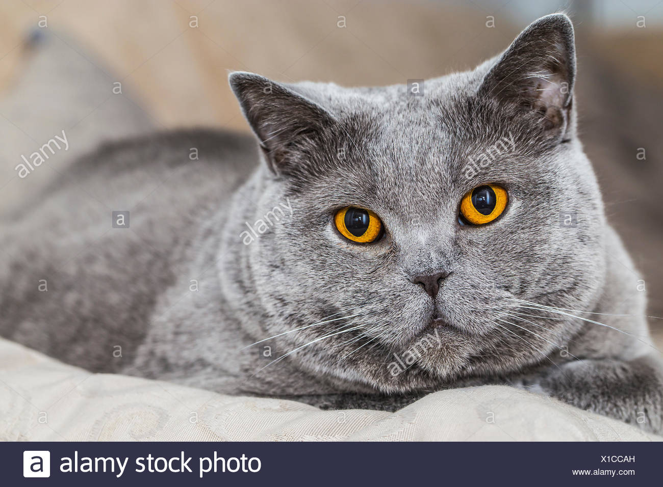 Graue Katze British Kurzhaar Stock Photo 276253673 Alamy
