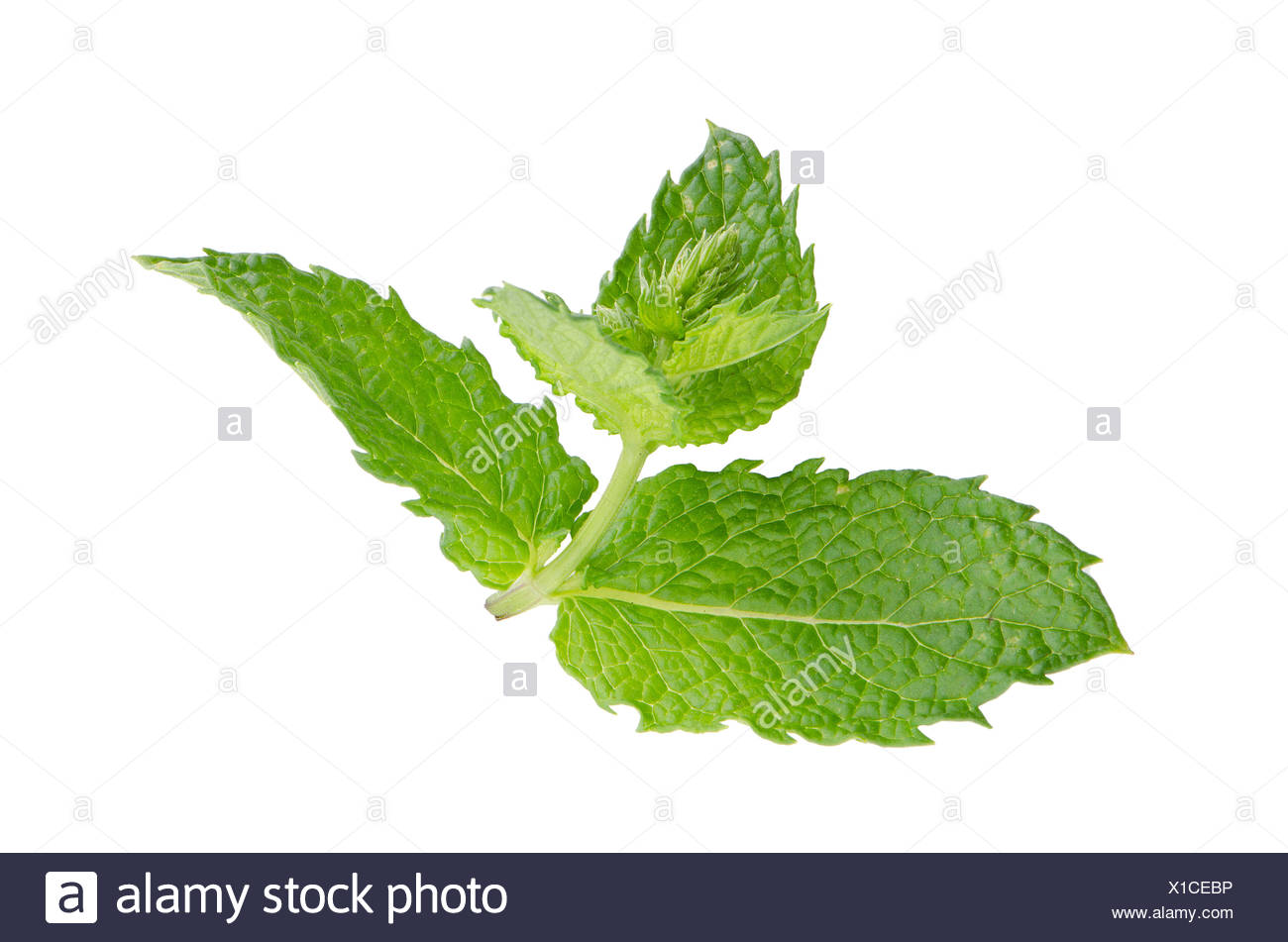 Gardeners What do you think about drugs like Alerin EcoBerry Healthy garden Gardeners What do you think about drugs like Alerin EcoBerry Healthy garden
