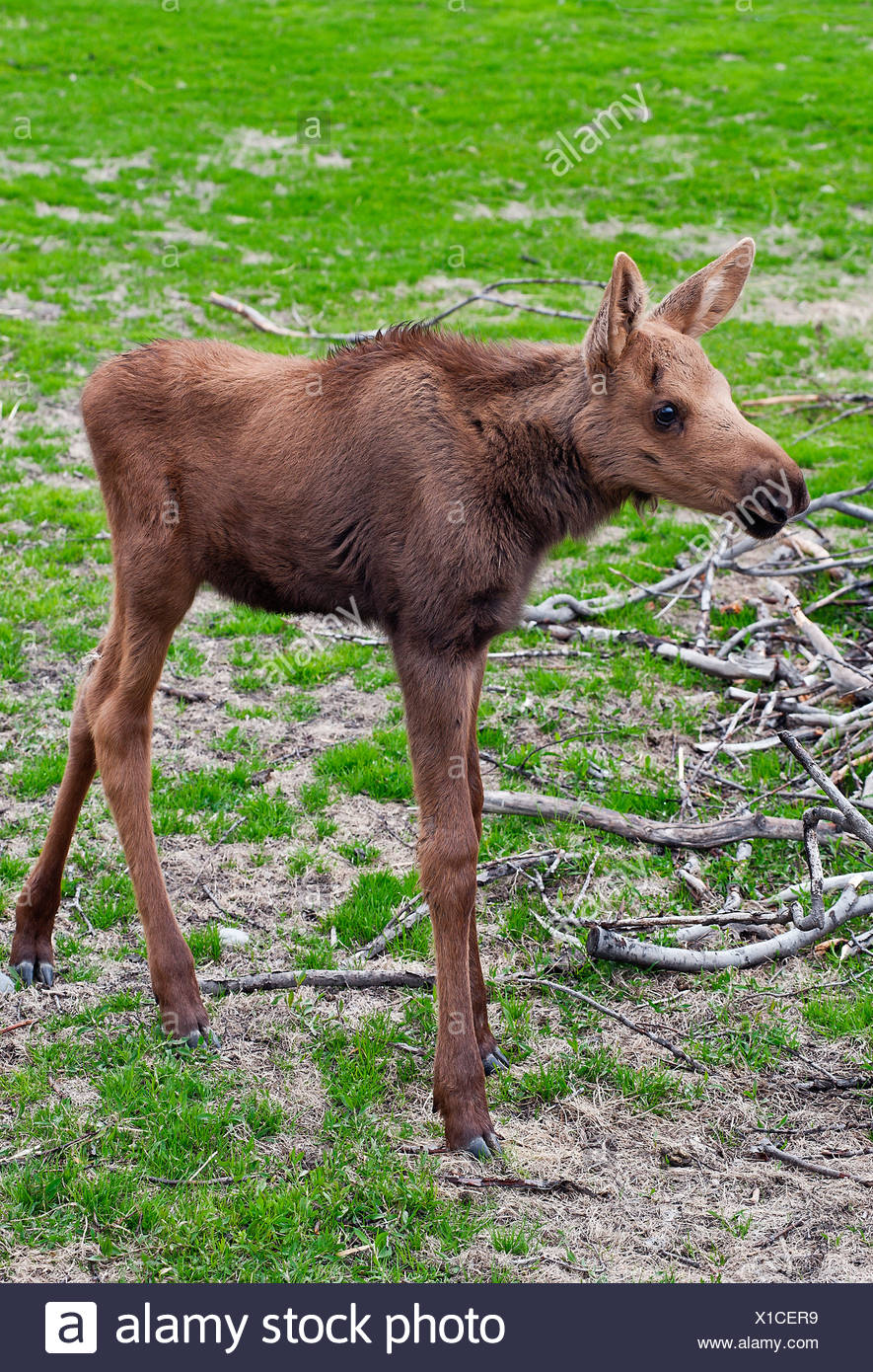 The Fabulous Life of Young Moose: Net Worth & Stardom