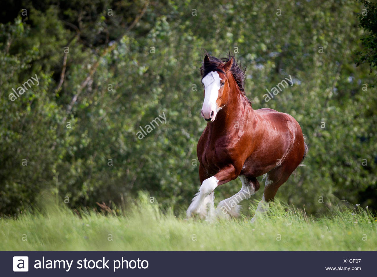 Clydesdale High Resolution Stock Photography and Images Alamy