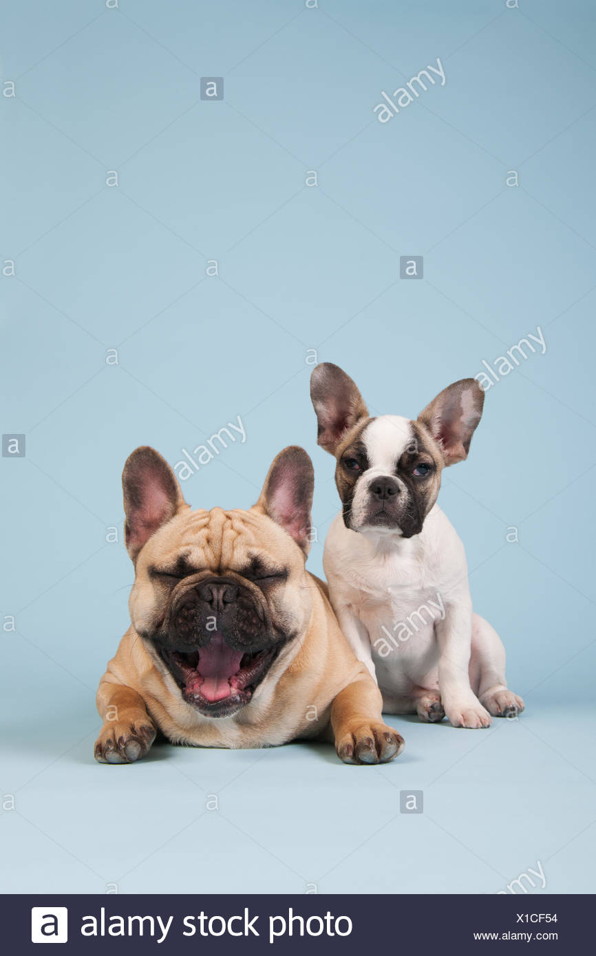 french bulldog puppy to adult