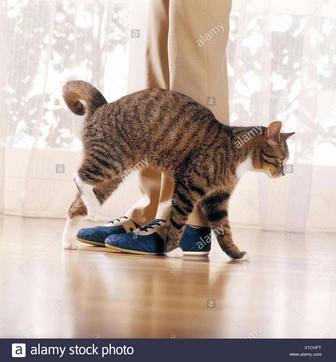 behaviour cat rubbing against legs Stock Photo 276257740 Alamy