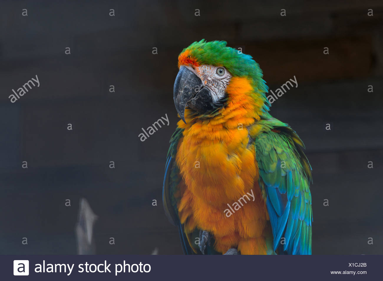 Schoner Bunter Ara Papagei Seitenansicht Stock Photo Alamy