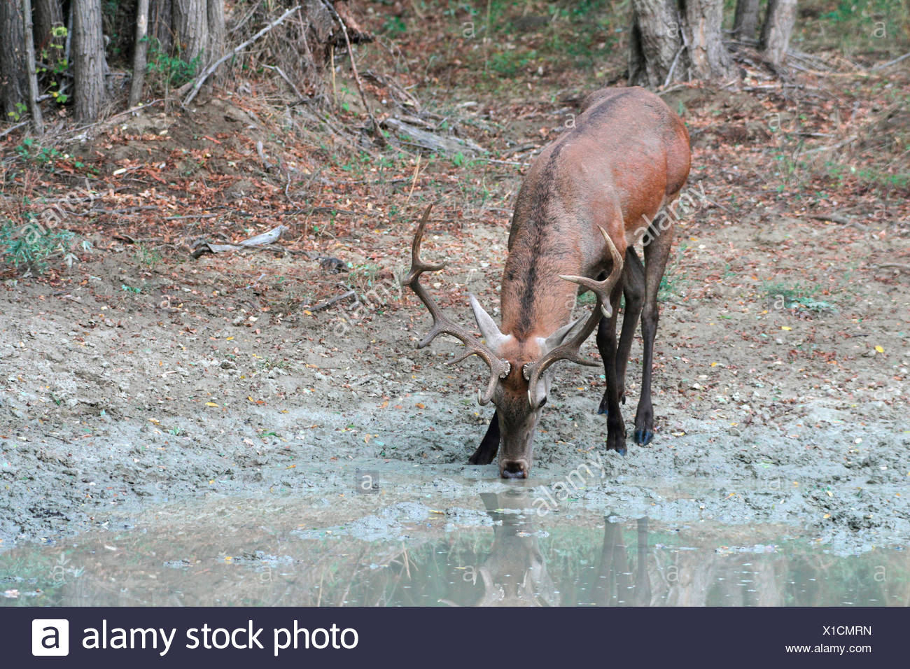 Deer Drinking Stock Photos & Deer Drinking Stock Images Alamy