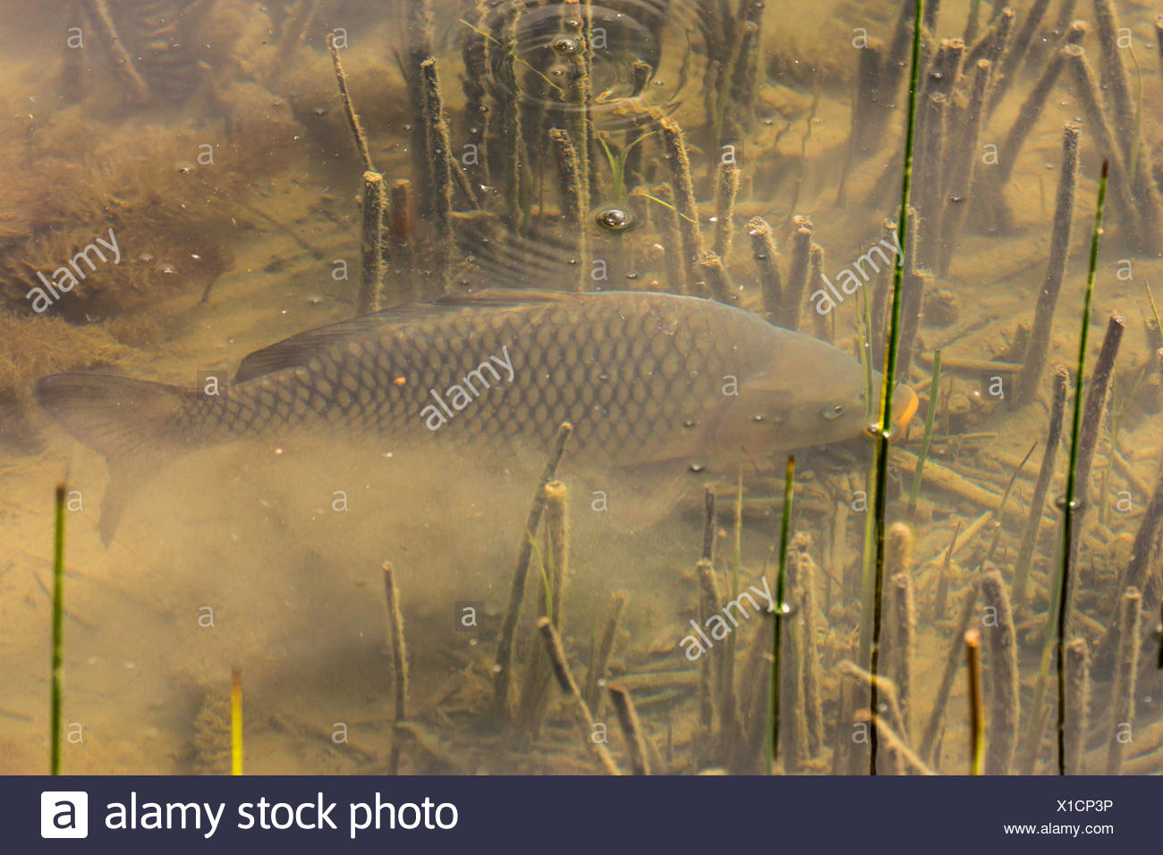 carp, common carp, European carp (Cyprinus carpio), carp dabbles at the bottom, Germany, Bavaria Stock Photo