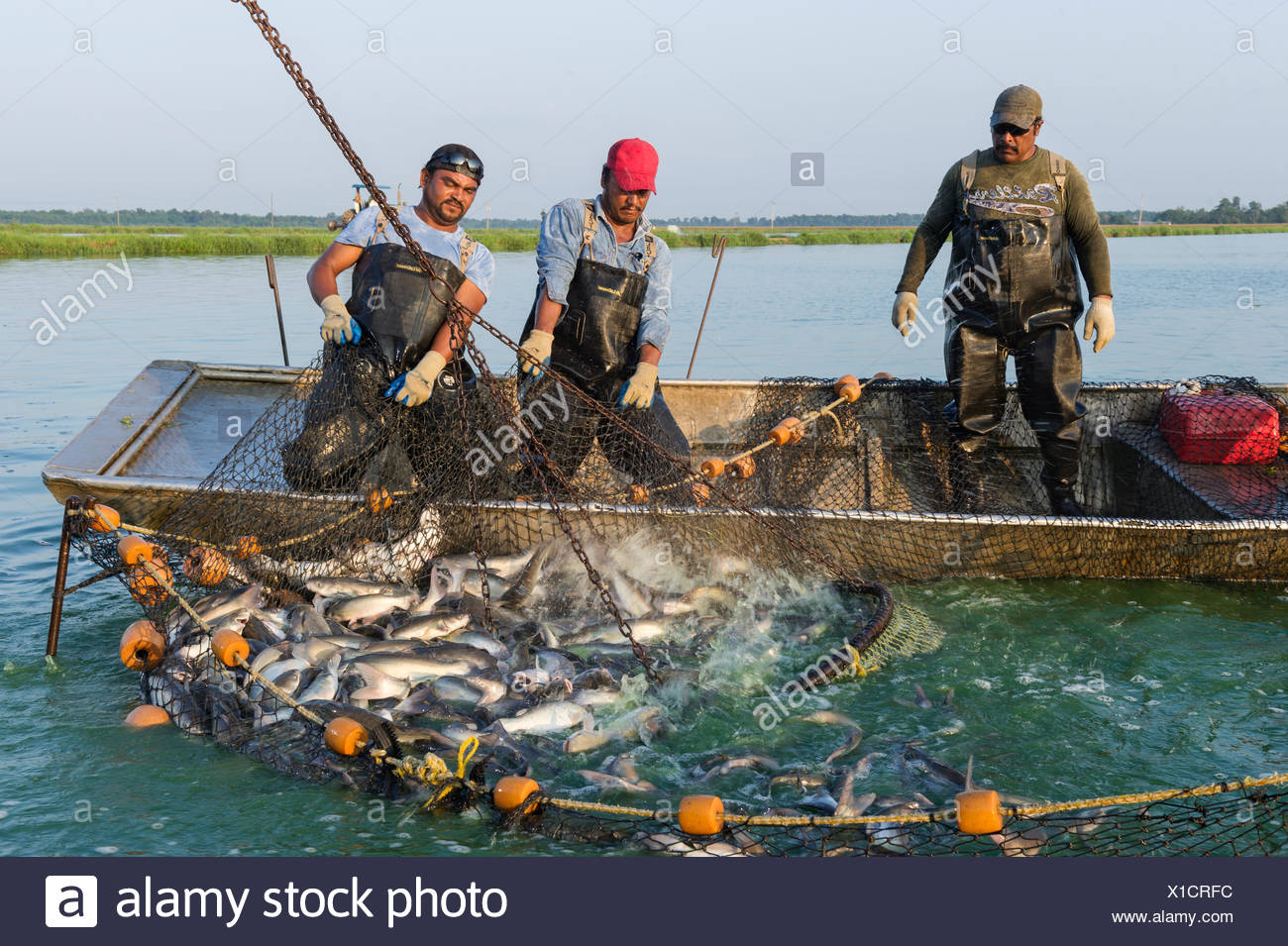 Mississippi Catfish Stock Photos & Mississippi Catfish Stock Images Alamy