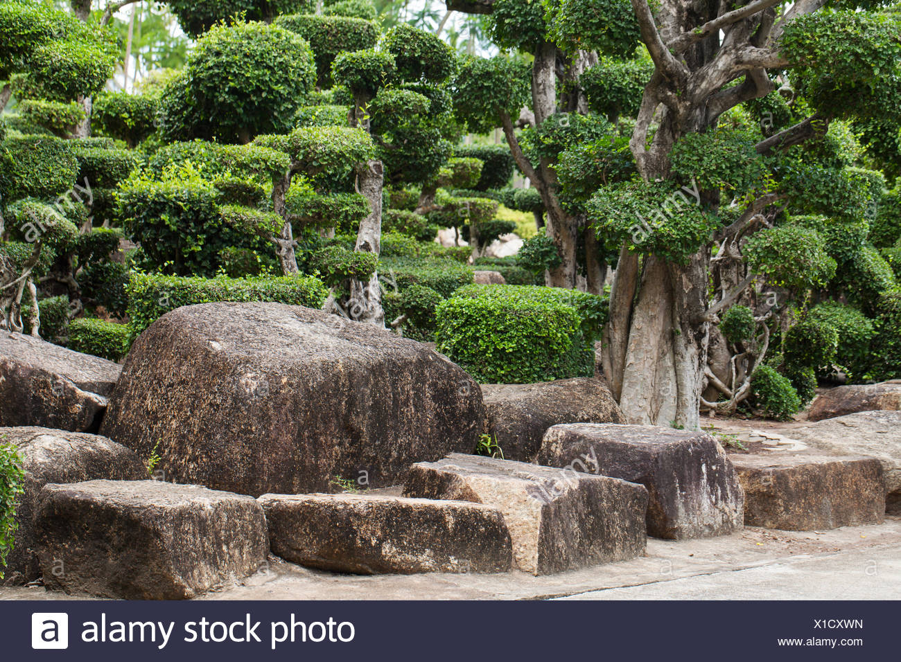 Garten Bonsai Stock Photos Garten Bonsai Stock Images Alamy