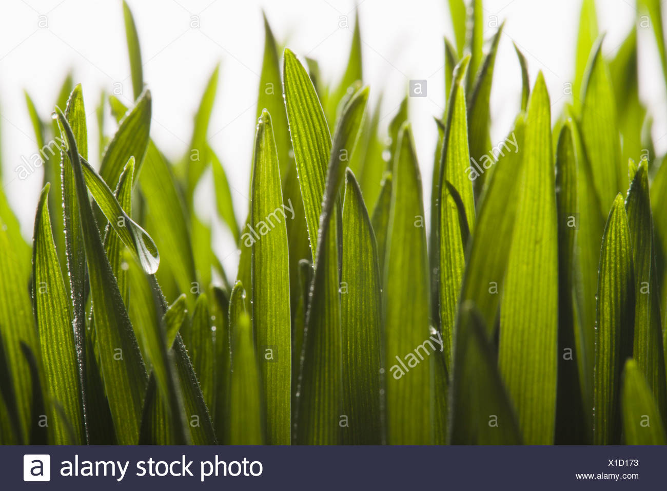 Straw Grass Stock Photos & Straw Grass Stock Images Alamy