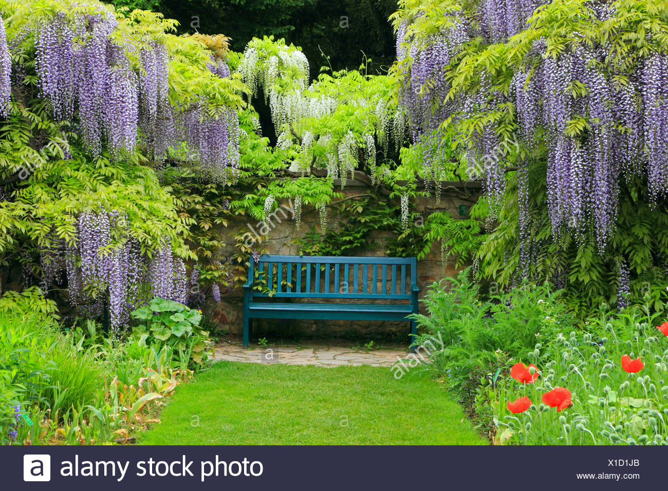 Chinese Wisteria Wisteria Sinensis Garden Bench Framed With