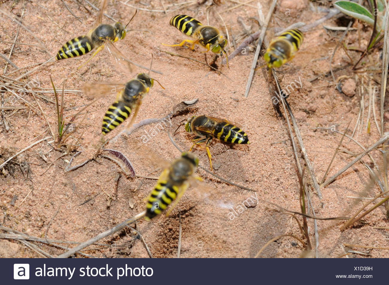 Page 2 Wasps High Resolution Stock Photography And Images Alamy