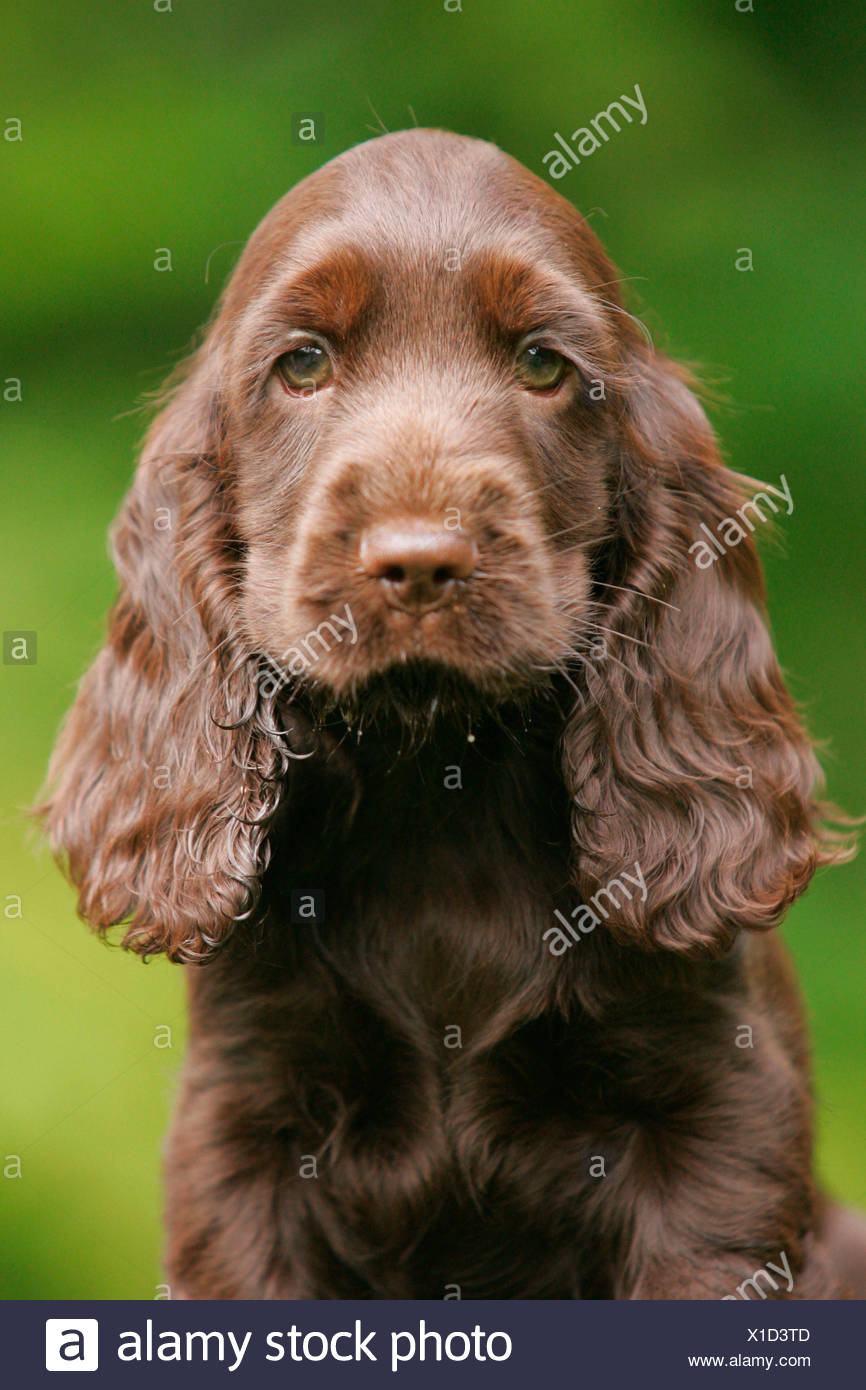 Cocker Spaniel Portrait High Resolution Stock Photography And Images Alamy