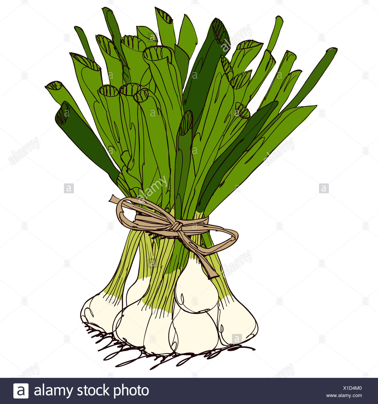 Spring Onion Illustration Stock Photos & Spring Onion Illustration