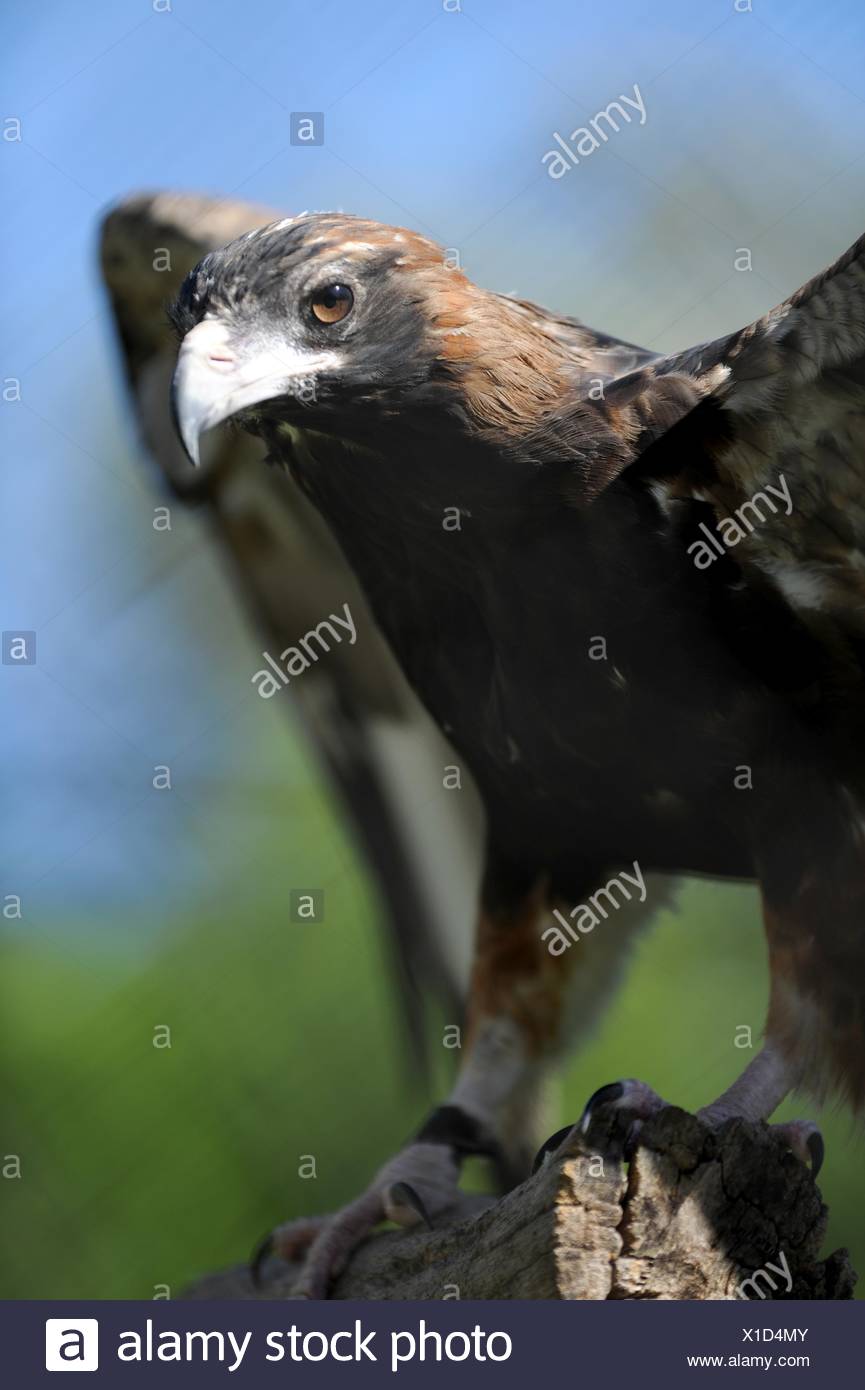 A Close Up Shot Of A Australian Wedge Tailed Eagle Stock
