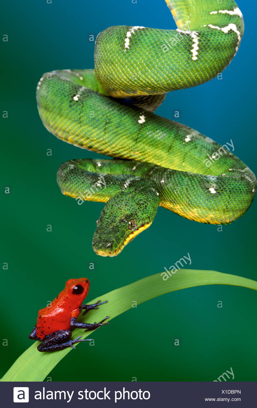 Жили две подружки змея да лягушка картинка