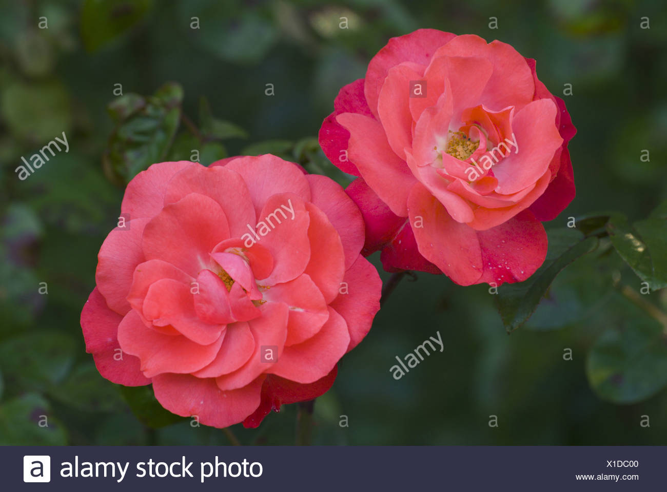 Rose Rosa Spec Blooming Shrub Rose Mein Schoener Garten