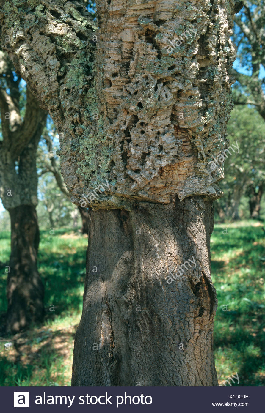 Cork Trees Portugal Stock Photos & Cork Trees Portugal Stock Images Alamy