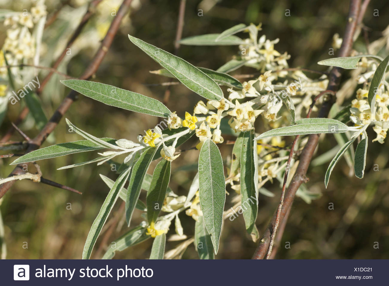 Eleagnus Angustifolia Stock Photos Eleagnus Angustifolia Stock