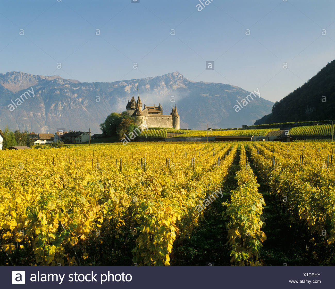Aigle Castle in the valley of the river Rhone canton of Valais Wallis  Switzerland Stock Photo - Alamy