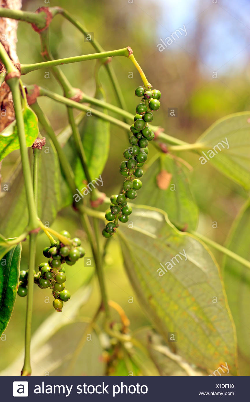 Black Pepper Plant Piper Nigrum High Resolution Stock Photography and Images Alamy