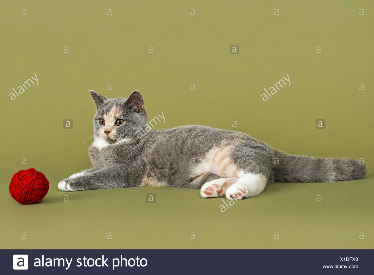 British Shorthair Kitten 18 Weeks Colours Blue Creme And White